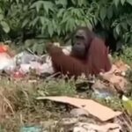 Sam, Orang Utan 18-20 Tahun, Ditemukan Mencari Makan di Tumpukan Sampah Kutai Timur