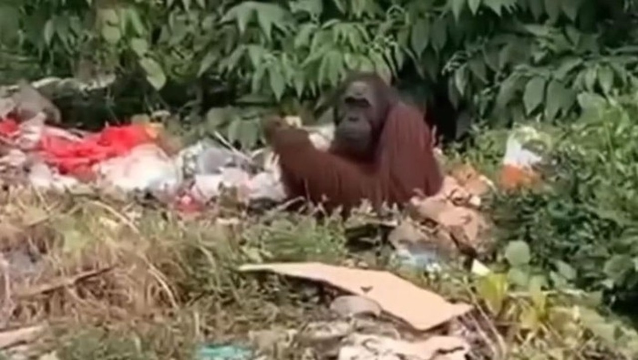 Sam, Orang Utan 18-20 Tahun, Ditemukan Mencari Makan di Tumpukan Sampah Kutai Timur