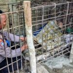 Dipasung 20 Tahun Akibat Ilmu Jawa, Pria di Ponorogo Akhirnya Dievakuasi Polisi