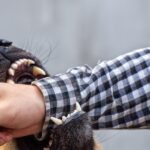 Bocah 8 Tahun di Cianjur Diserang Sekawanan Anjing Liar, Luka Parah