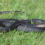 Remaja Sukoharjo Digigit Ular Kobra Saat Unboxing Paket Belanja Online, Begini Kronologinya