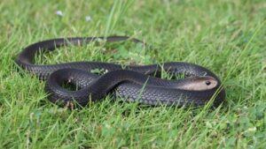 Remaja Sukoharjo Digigit Ular Kobra Saat Unboxing Paket Belanja Online, Begini Kronologinya