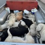 Maroko Dituding Rencanakan Pembantaian Jutaan Anjing Jelang Piala Dunia 2030