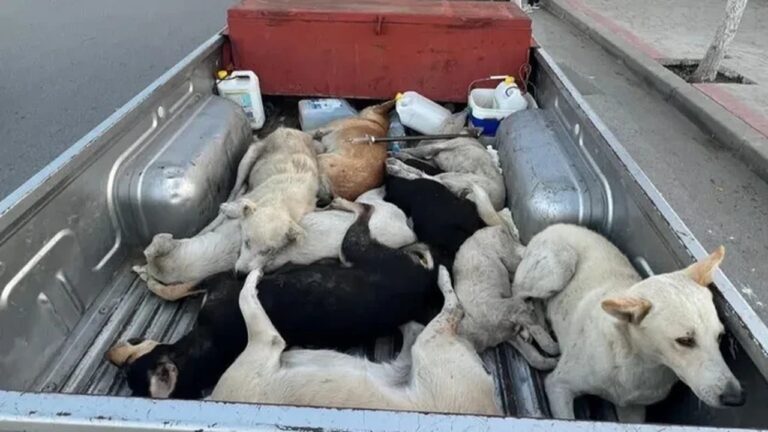 Maroko Dituding Rencanakan Pembantaian Jutaan Anjing Jelang Piala Dunia 2030 Maroko Dituding Rencanakan Pembantaian Jutaan Anjing Jelang Piala Dunia 2030