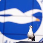 Pemain Sepak Bola Amatir Turki Selamatkan Burung Camar dengan CPR, Aksi Viral Tuai Pujian