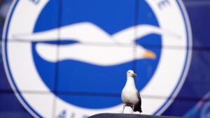 Pemain Sepak Bola Amatir Turki Selamatkan Burung Camar dengan CPR, Aksi Viral Tuai Pujian