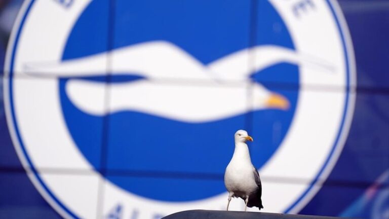 Pemain Sepak Bola Amatir Turki Selamatkan Burung Camar dengan CPR, Aksi Viral Tuai Pujian Pemain Sepak Bola Amatir Turki Selamatkan Burung Camar dengan CPR, Aksi Viral Tuai Pujian