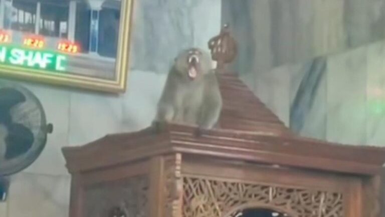 Monyet Liar Naik Mimbar Masjid di Cakung, Petugas Damkar Berhasil Evakuasi