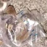 Remaja Sukoharjo Digigit Kobra Diduga Terjebak Selotip Paket Saat Membuka Kado